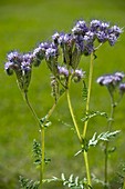 Phacelia (Phacelia tanacetifolia)