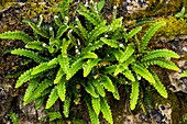 Rusty-back fern (Ceterach officinarum)