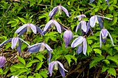 Alpine clematis (Clematis alpina)