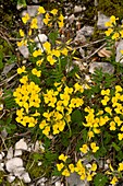 Horseshoe Vetch (Hippocrepis comosa)