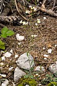 Sand Rock-cress (Arabis arenosa)