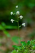 Saxifraga cuneifolia