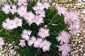 Sternberg's Pink (Dianthus sternbergii)