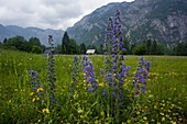 Bugloss (Echium vulgare)