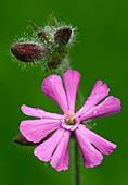 Red Campion (Silene dioica)