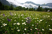 Hay meadow in Slovenia