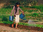 Watering vegetable garden,Laos