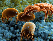 Dust mites and their predator,SEM