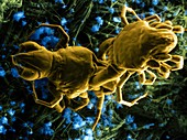 Predatory mites attacking each other,SEM