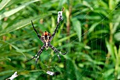 Argiope spider