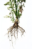 Celery plant and roots