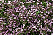 Rock soapwort (Saponaria ocymoides)