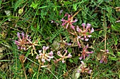 Astragalus monspessulanus