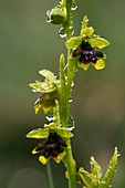 Aymonin's Orchid (Ophrys aymoninii)