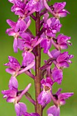 Early Purple Orchid (Orchis mascula)