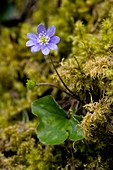 Hepatica triloba