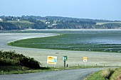 Algae covered beach,Brittany,France