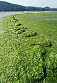 Algae covered beach,Brittany,France