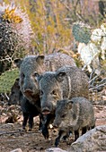 Family of Collared Peccaries