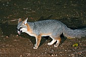 A Gray Fox feeding at night