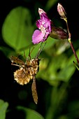 A caught Bee-fly