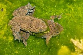Yellow-bellied toads breeding