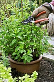 Pruning garden mint (Mentha sp.)