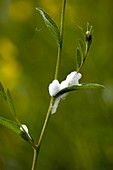 Cuckoo spit on a plant
