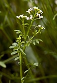 Wavy bitter-cress (Cardamine flexuosa)