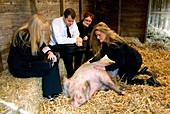 Stress therapy using pigs
