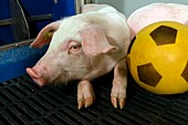 Pig football therapy