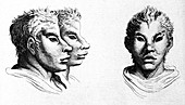 Charles le Brun's System on Physiognomy