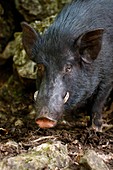 Domesticated pig,Vanuatu