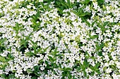 Saponaria ocymoides 'Snow Tip'