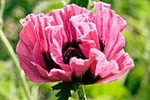 Papaver orientale 'Manhattan'