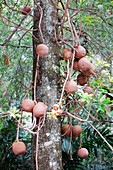 Couroupita guianensis