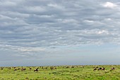 Wildebeest herd,Tanzania
