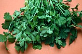 Coriander