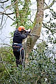 Tree pruning