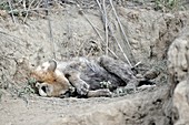 Spotted hyena resting