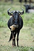 Wildebeest,Tanzania
