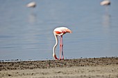Greater flamingo foraging