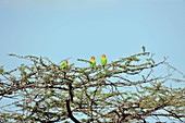 Lilian's lovebirds in a tree