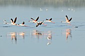 Lesser flamingos flying over water