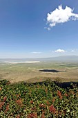 View over the Serengeti