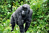 Female mountain gorilla