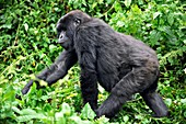 Female mountain gorilla