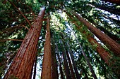 Giant redwood trees