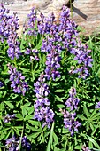 Wild lupin flowers