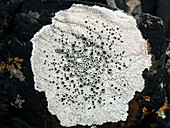 Cructose lichen on a seashore